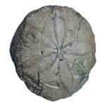 سنگ راف مدل فسیل ستاره دریایی کلکسیونی قدمتی آکواریوم کد ۴۶۳