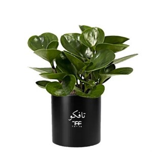 گل طبیعی قاشقی سبز تافکو مدل s1