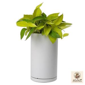 گیاه طبیعی پتوس نئون کد 10432/2211