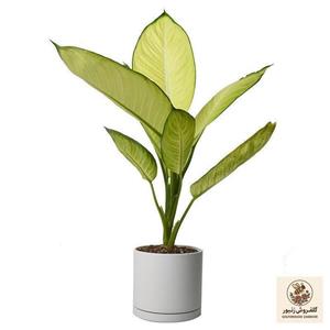 گیاه طبیعی دیفن باخیا کاملیا کد 10512/2202