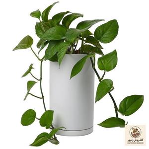گیاه طبیعی پتوس کد 10412/2211