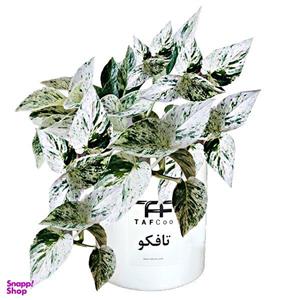 گیاه طبیعی پتوس تافکو مدل مرمری کد 2060