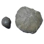 سنگ راف مدل فسیل صدف و ستاره دریایی کلکسیونی آکواریوم کد 471 بسته دو عددی
