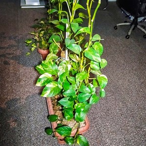 چراغ هالوژن 9 وات شاهچراغ مدل روناک بسته 8 عددی
