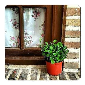 مگنت طرح گلدان پای پنجره چوبی کد wmg2832