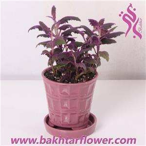 گیاه آپارتمانی ژینورا-شب تابbfc-2663