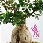 گیاه بن سای جنسینگ( همراه گلدان سنگی ) bakhtar-1225