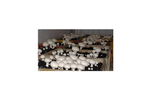 آموزش پرورش قارچ و هزینه ها و سودها