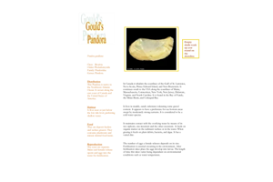 باکتری_پاندورا 🔬 نسخه کامل ✅