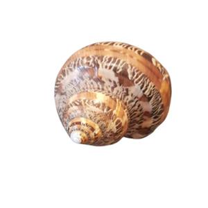 صدف تزیینی مدل شیپوری طرحدار