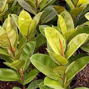 گیاه طبیعی فیکوس ببری مدل 05