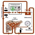 Flow model with vessel tree for segmentation and registration with color Doppler ultrasound and CT