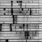 ISSR (Inter Simple Sequence Repeats) as genetic markers in Noctuids (Lepidoptera)