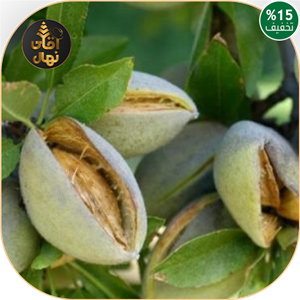 نهال بادام شاهرودی21 