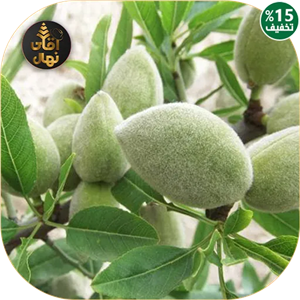 نهال بادام شاهرودی 7