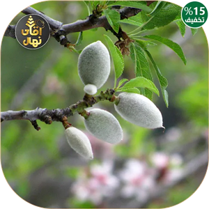نهال بادام سفید سنگی