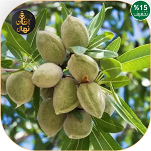 نهال بادام ربیع