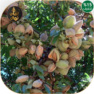 نهال بادام شاهرود 12