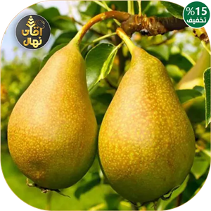 نهال گلابی دم کج