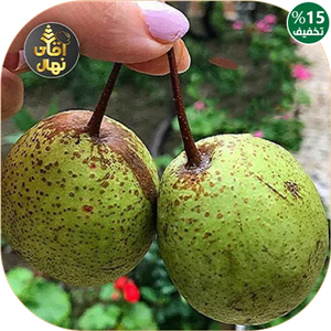 نهال گلابی جنگلی