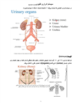 دانلود جزوه آناتومی سیستم ادراری
