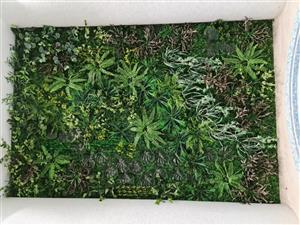 گرین وال استوایی مدل آنیل کد 1102