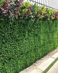 گرین وال استوایی مدل آنتیک کد 1135