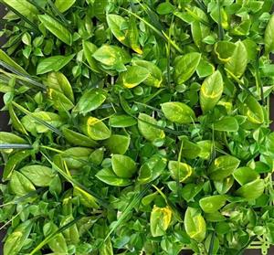 گرین وال مصنوعی مدل انبه پرتقالی فانتزی ابلق کد 1038