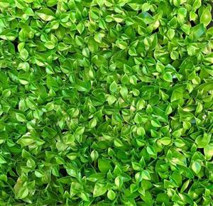 گرین وال مصنوعی مدل برگ پرتقالی کد 1028