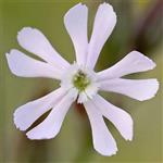 بذر گل سیلن سفید (قلیونک)