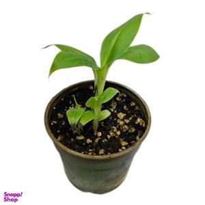 گیاه طبیعی نهال موز پاکوتاه کد 05