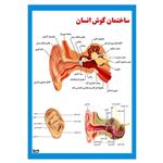 پوستر آموزشی مستر راد مدل ساختمان گوش انسان کد fiory 2329