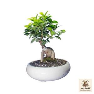 گیاه طبیعی بونسای جنسینگ کد 05