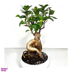 گیاه طبیعی بونسای جنسینگ کد 05