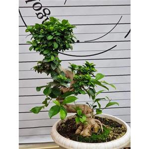 گیاه طبیعی بونسای جنسینگ کد s