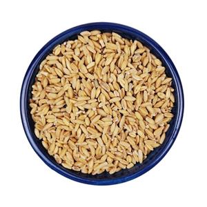 غذای پرندگان مدل گندم وزن 1 کیلوگرم