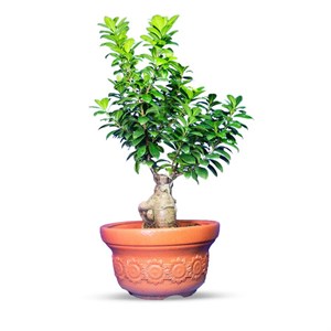 گیاه طبیعی بونسای جنسینگ کد 04
