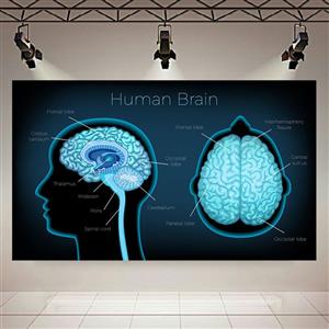 تابلو بوم طرح ساختمان مغز انسان مدل اجزاء کد PD948 
