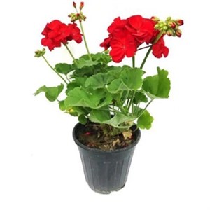 گل طبیعی شمعدانی مدل دالیدا