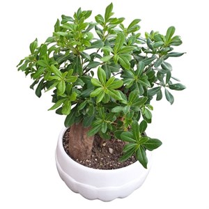 گیاه طبیعی بنسای میخک هندی کد 110