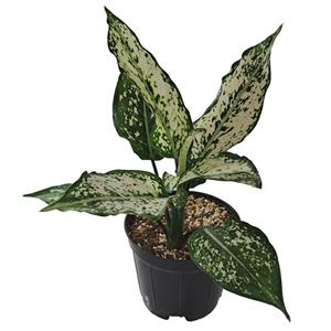 گیاه طبیعی آگلونما کد 001