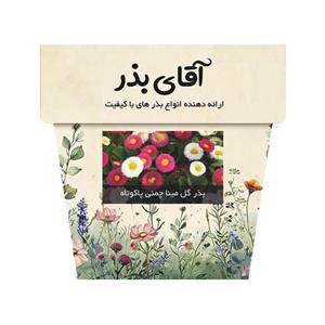 بذر گل مینا چمنی پاکوتاه آقای مدل الوان 