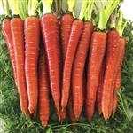 بذر هویج قرمز درخشان بسته 100عددی