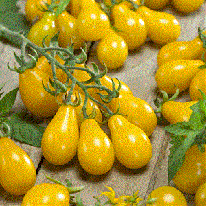 بذر گوجه فرنگی گلابی خوشه ای زرد بسته 50 عددی 