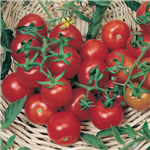 بذر گوجه فرنگی چری درشت خوشه ای بسته 50 عددی