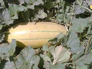 بذر خربزه خاتونی بسته 30 عددی