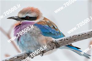 دانلود تصویر پرنده