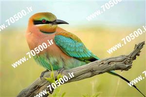 دانلود تصویر باکیفیت پرنده