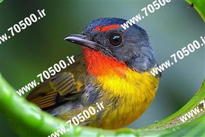 دانلود عکس پرنده چاپی