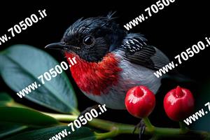 دانلود رایگان عکس پرنده